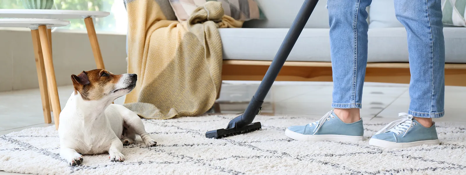 Dammsugning av en matta i ett vardagsrum med hunden bredvid