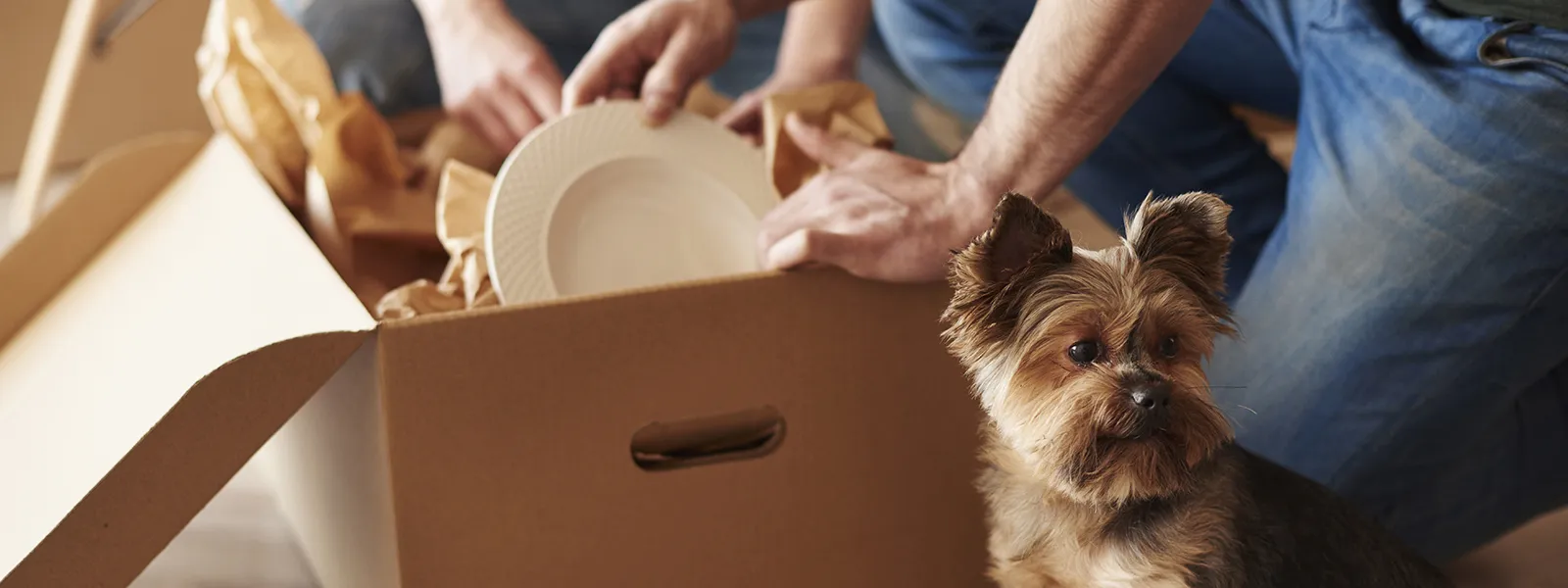 Ett par packar ned porslin i flyttkartong med hunden bredvid